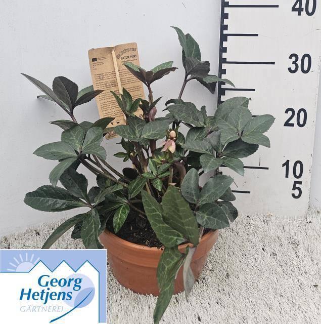 Горшечные цветы и растения оптом Hell Hgc Merlin от 1шт из Голландии с доставкой по России