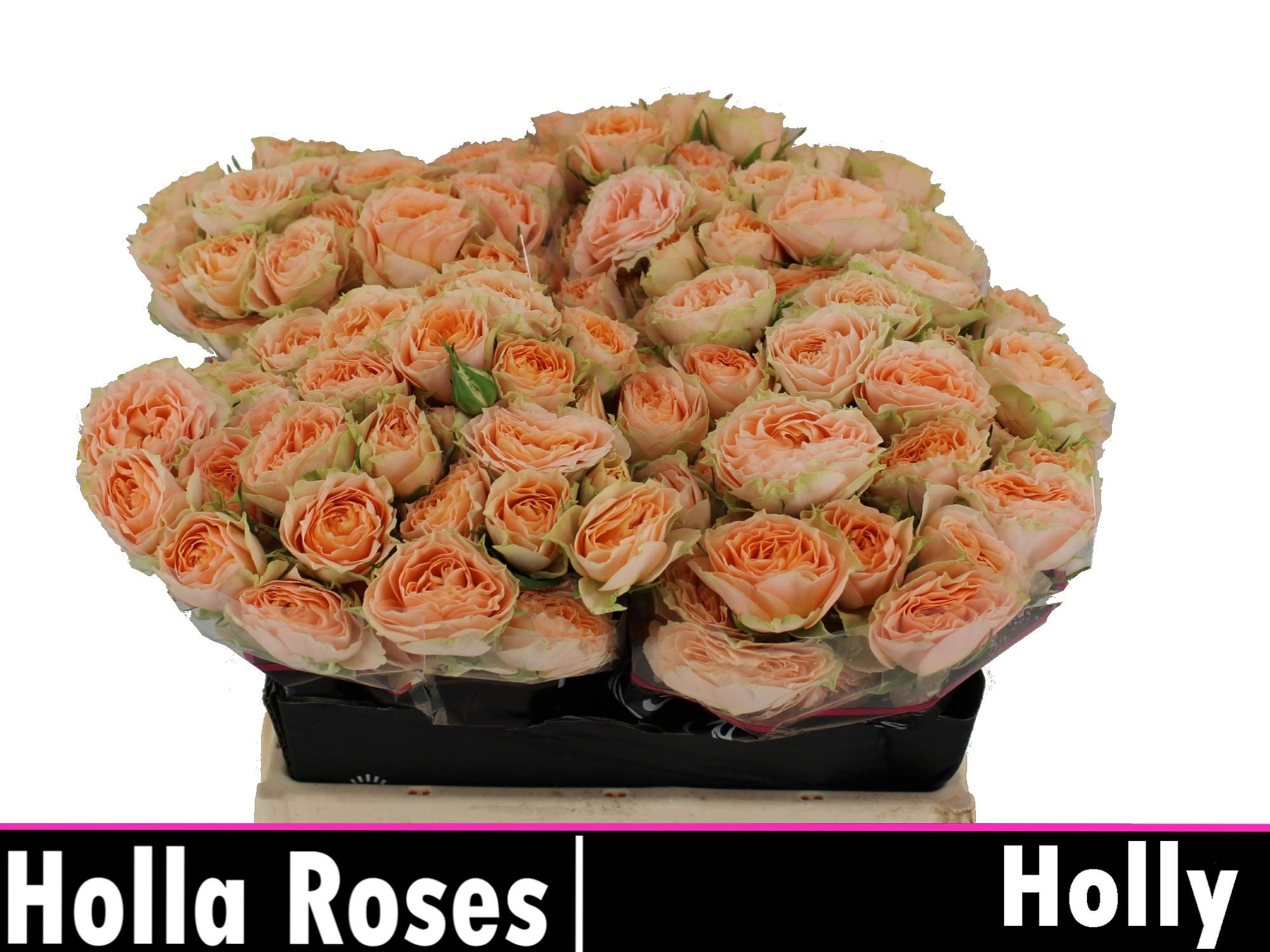 Срезанные цветы оптом Rosa spray holly от 40шт из Голландии с доставкой по России
