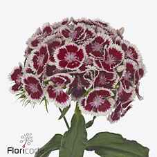 Срезанные цветы оптом Dianthus br polka maroon от 30шт из Голландии с доставкой по России