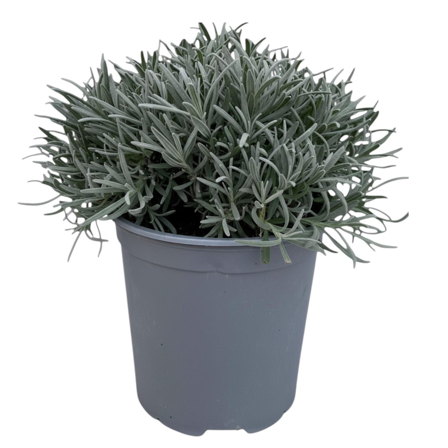 Горшечные цветы и растения оптом Lavandula Angustifolia от 1шт из Голландии с доставкой по России