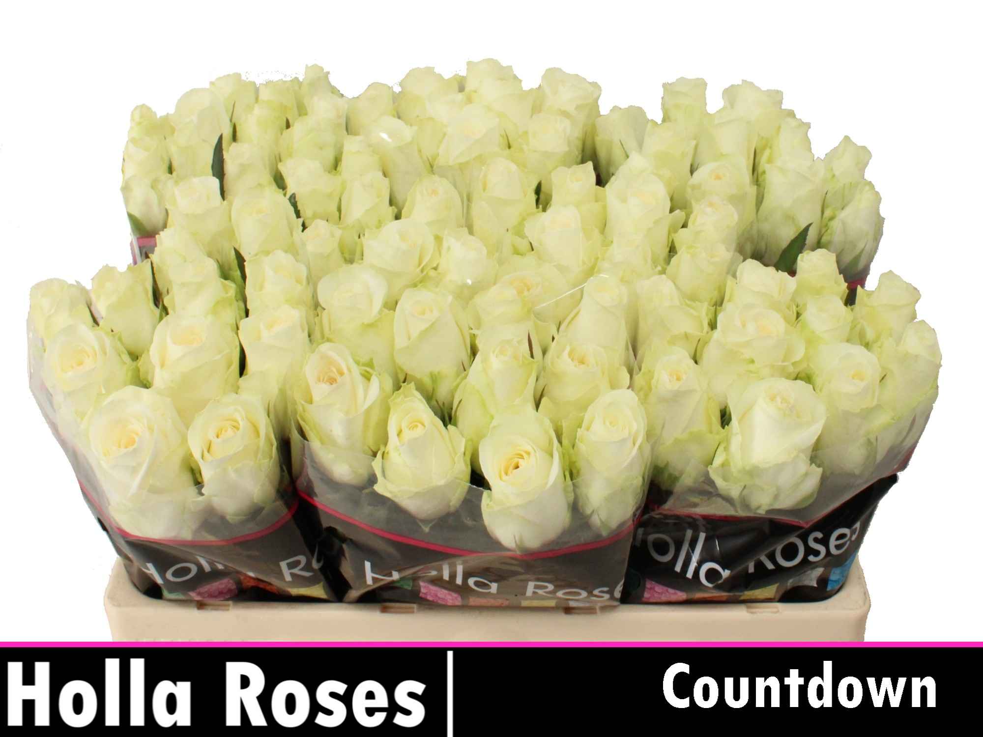 Срезанные цветы оптом Rosa la countdown от 80шт из Голландии с доставкой по России