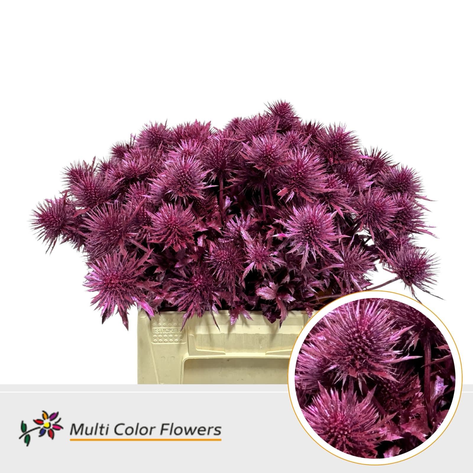 Срезанные цветы оптом Eryngium paint metallic cerise от 60шт из Голландии с доставкой по России