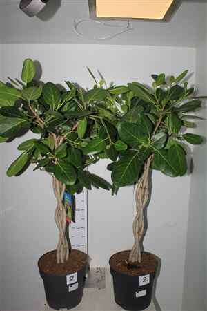 Горшечные цветы и растения оптом Ficus Benghalensis Vlechtstam от 1шт из Голландии с доставкой по России