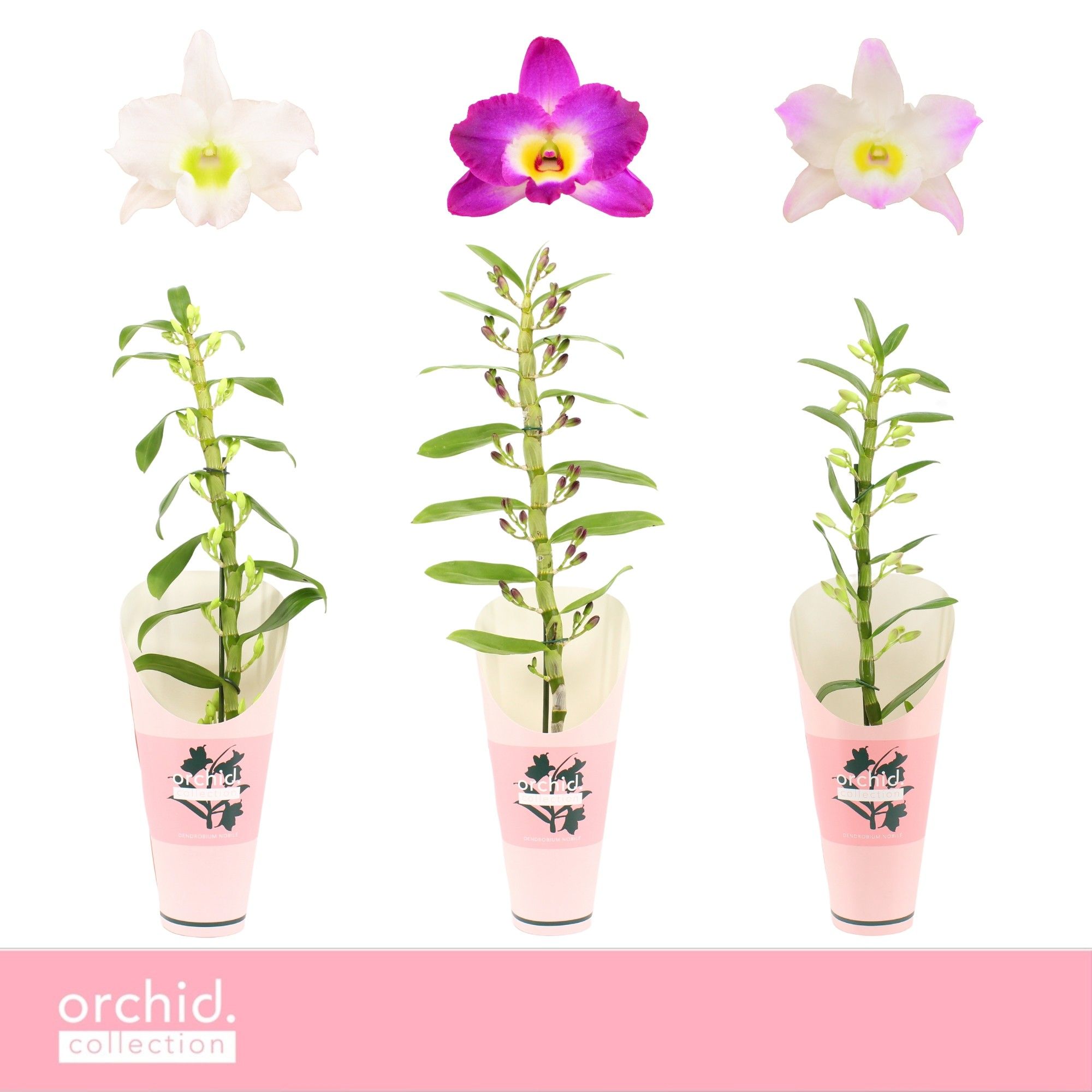 Горшечные цветы и растения оптом Dendr Nob 1st Mix Orchid Coll от 6шт из Голландии с доставкой по России