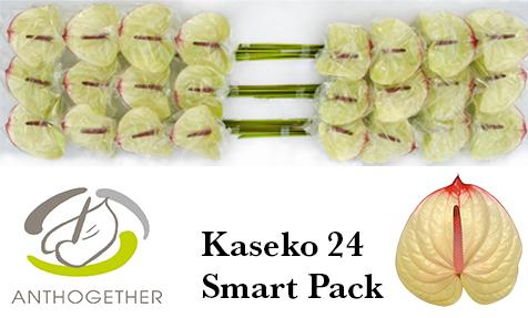 Срезанные цветы оптом Anthurium kaseko от 24шт. из Голландии с доставкой по России