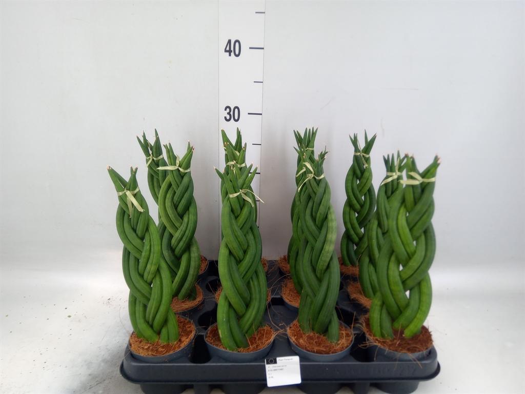 Горшечные цветы и растения оптом Sansevieria Cyl.  ... от 12шт (для телеги) из Голландии с доставкой по России