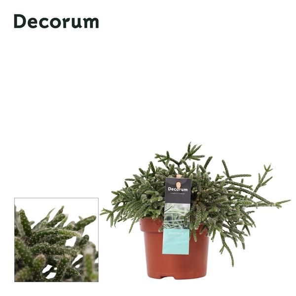 Горшечные цветы и растения оптом Rhipsalis Pilocarpa от 10шт из Голландии с доставкой по России