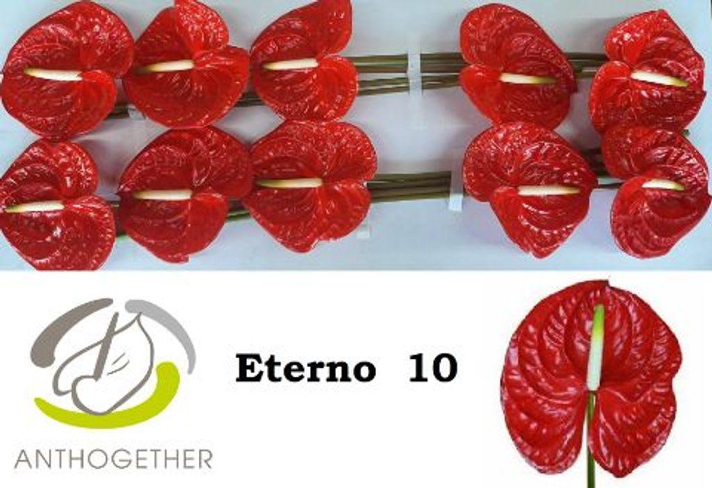 Срезанные цветы оптом Anthurium eterno от 10шт. из Голландии с доставкой по России