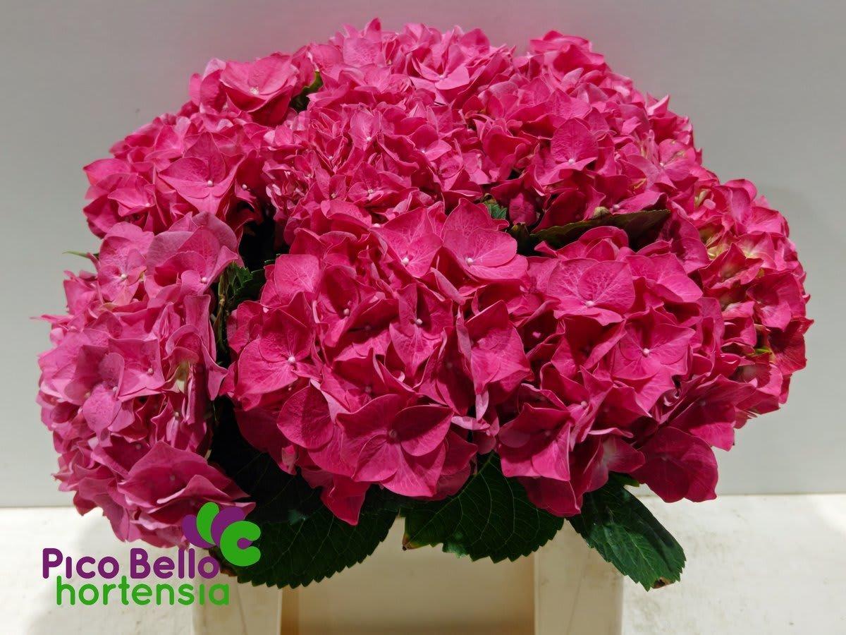 Срезанные цветы оптом Hydrangea rodeo red от 10шт. из Голландии с доставкой по России