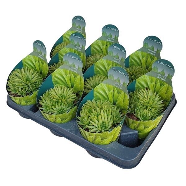 Горшечные цветы и растения оптом Haworthia Kikuhigasa Potcover от 9шт из Голландии с доставкой по России