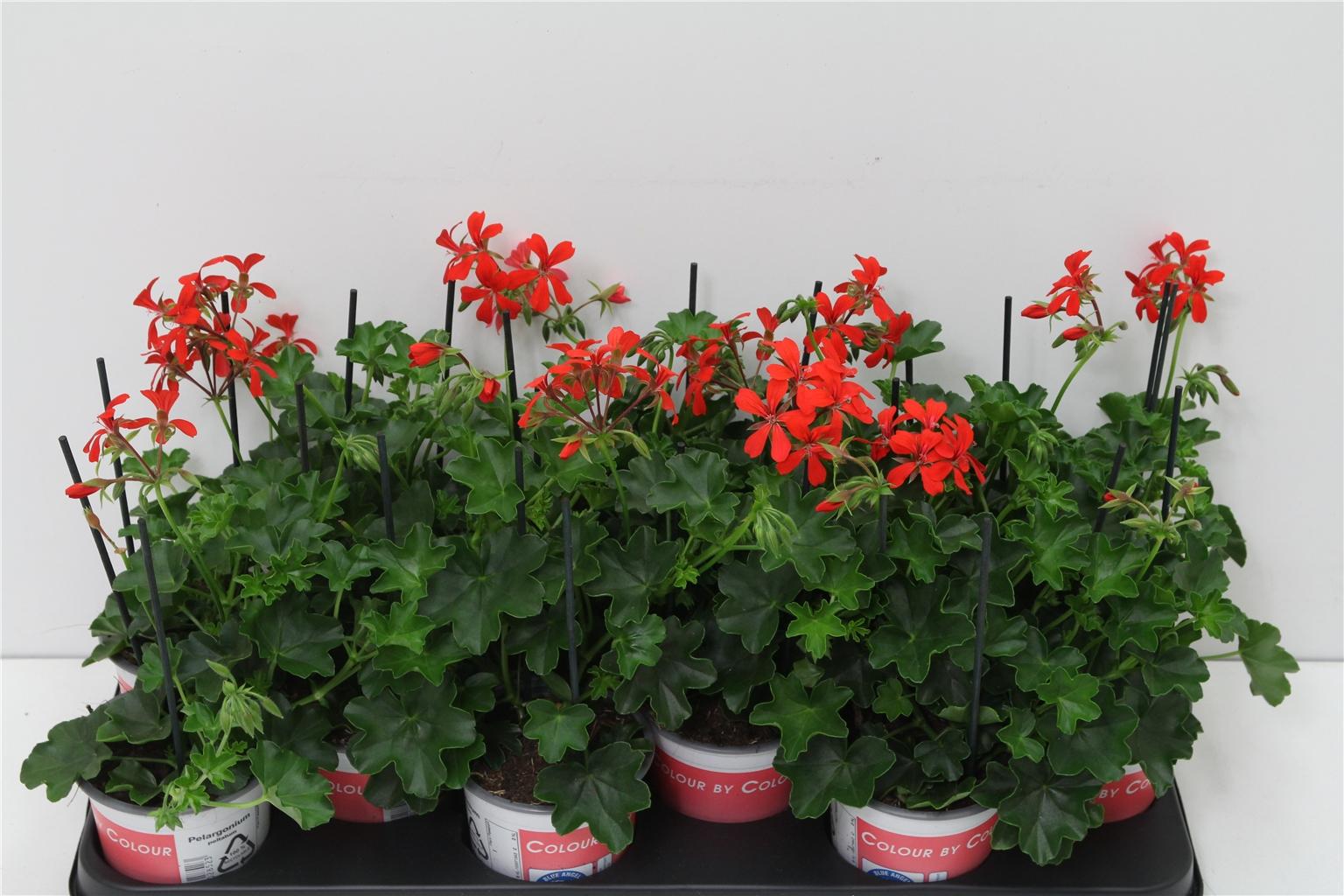 Горшечные цветы и растения оптом Pelargonium Pelt Balkon Rood от 12шт из Голландии с доставкой по России