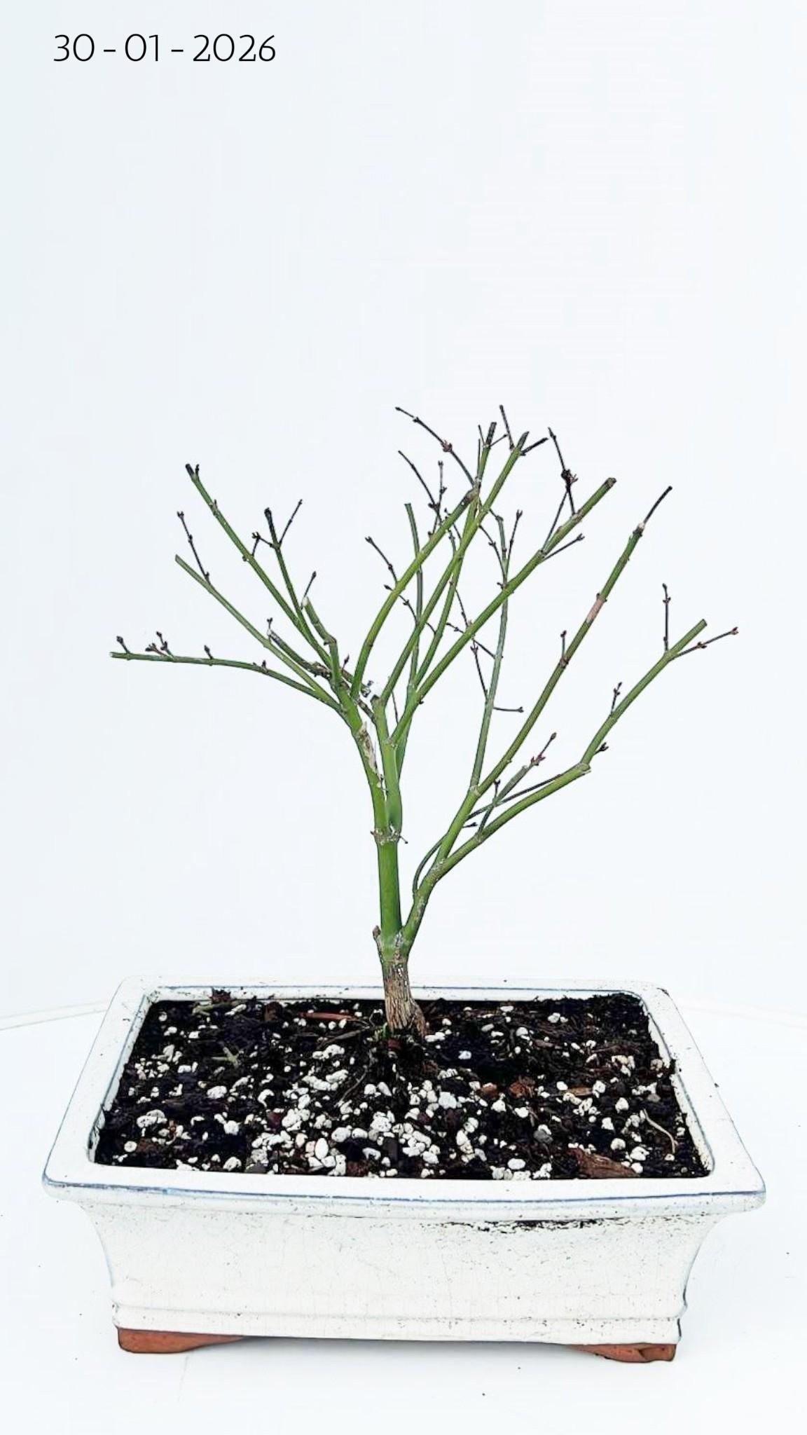 Горшечные цветы и растения оптом Bonsai Acer Palmatum Little Princess от 3шт из Голландии с доставкой по России