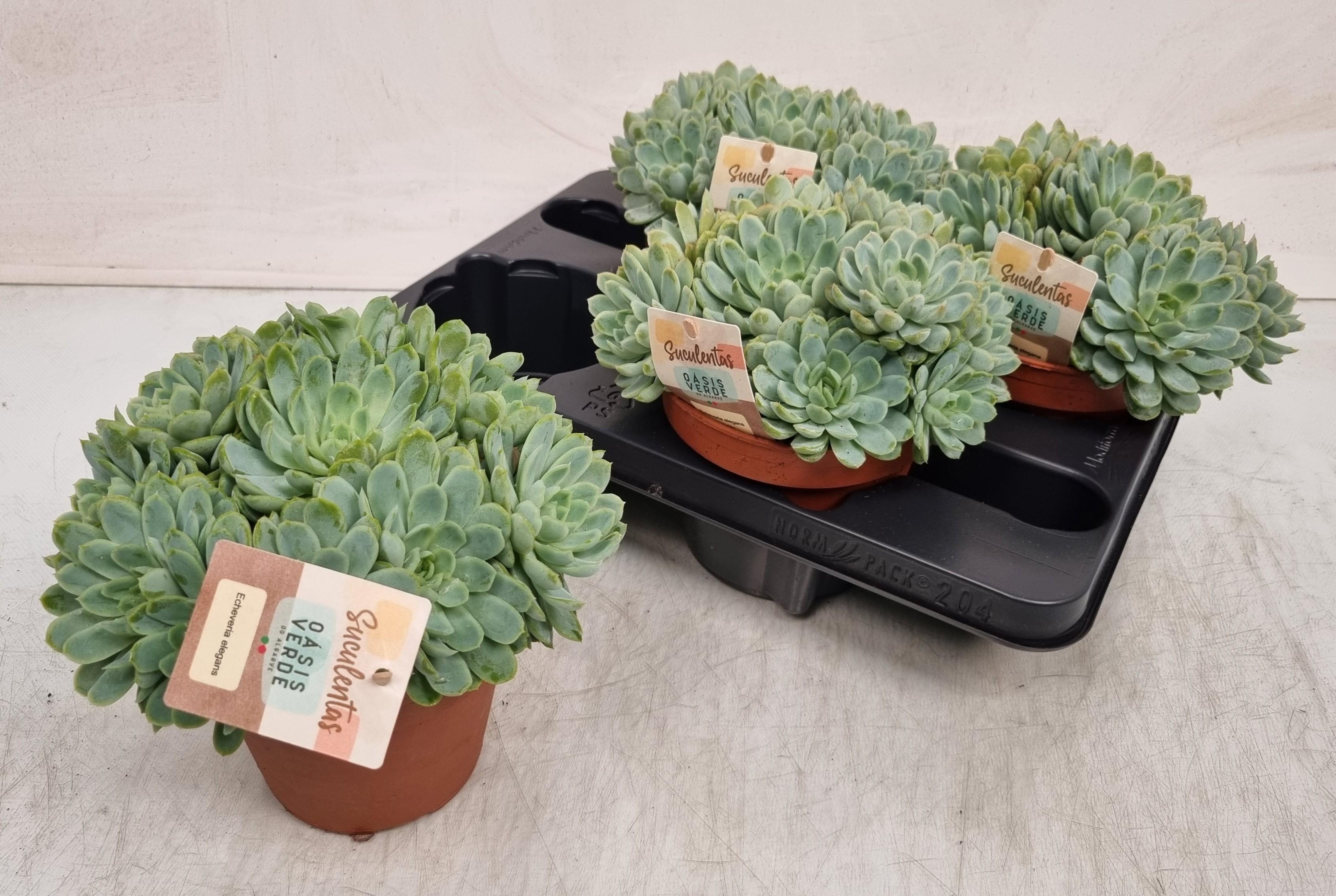 Горшечные цветы и растения оптом Echev Elegans от 4шт из Голландии с доставкой по России