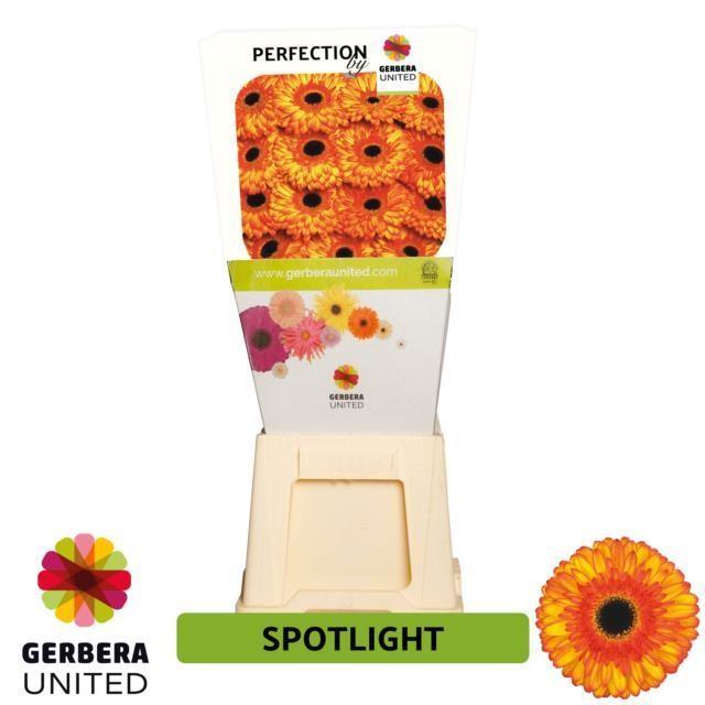 Срезанные цветы оптом Gerbera diamond spotlight от 45шт из Голландии с доставкой по России