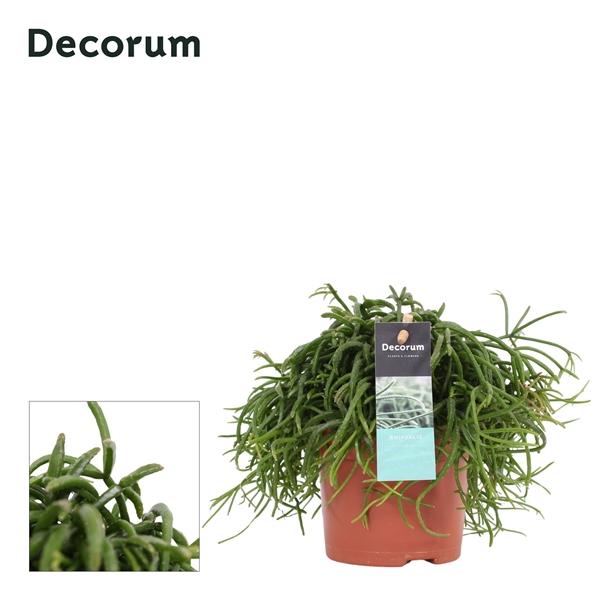 Горшечные цветы и растения оптом Rhipsalis Baccifera Cassutha Oasis от 8шт из Голландии с доставкой по России