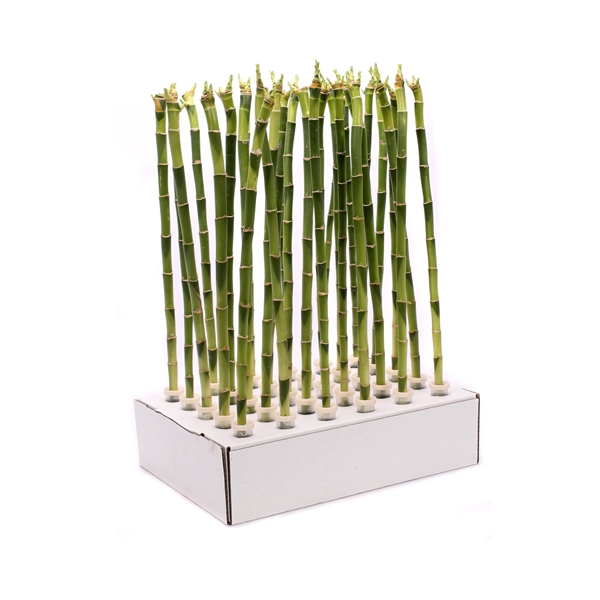 Горшечные цветы и растения оптом Drac Lucky Bamboo Recht от 30шт из Голландии с доставкой по России