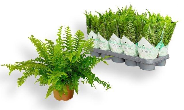 Горшечные цветы и растения оптом Nephrolepis Green Moment от 10шт из Голландии с доставкой по России