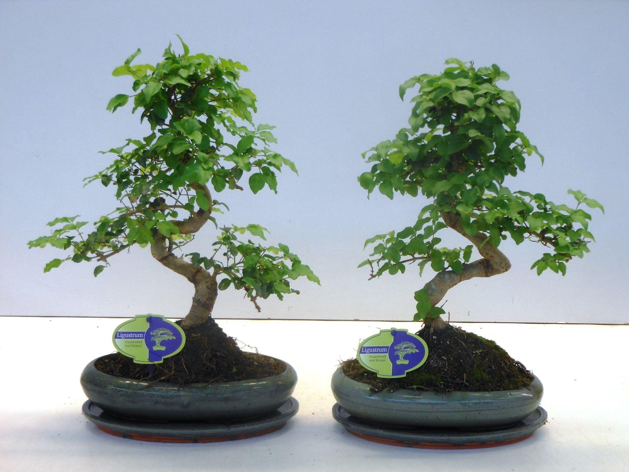 Горшечные цветы и растения оптом Bonsai Ligustrum Sinensis, With от 4шт из Голландии с доставкой по России