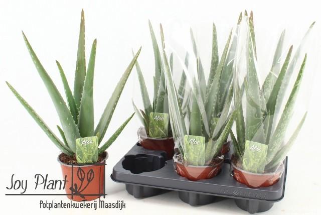 Горшечные цветы и растения оптом Aloe Vera от 6шт из Голландии с доставкой по России
