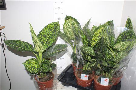 Горшечные цветы и растения оптом Dieff Reflector от 6шт из Голландии с доставкой по России