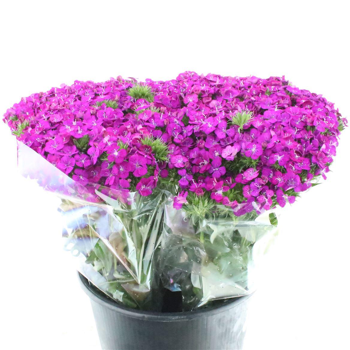 Срезанные цветы оптом Dianthus br amazon neon purple от 100шт из Голландии с доставкой по России
