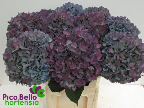 Срезанные цветы оптом Hydrangea pimpernel classic от 10шт из Голландии с доставкой по России