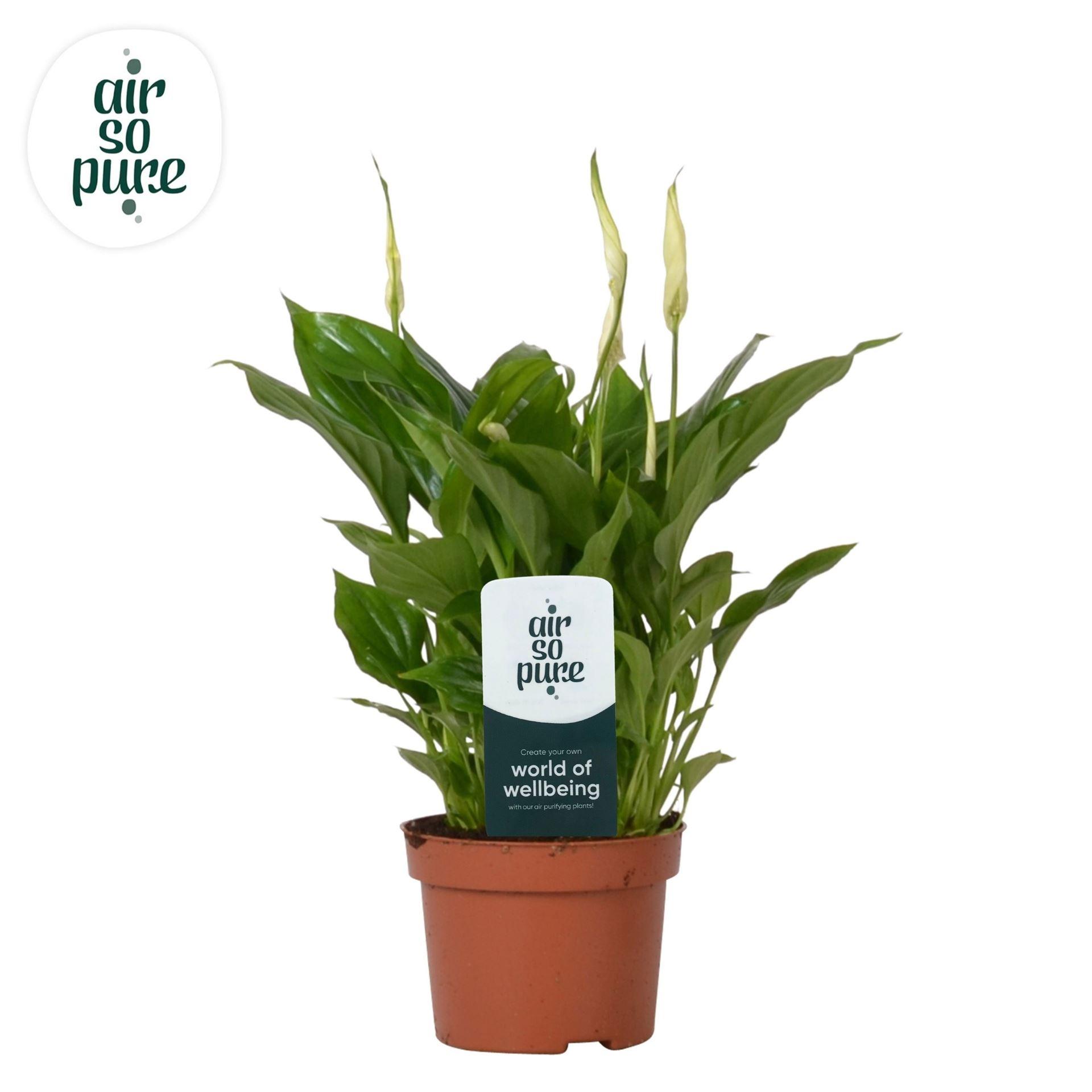 Горшечные цветы и растения оптом Spathiphyllum chopin от 12шт из Голландии с доставкой по России