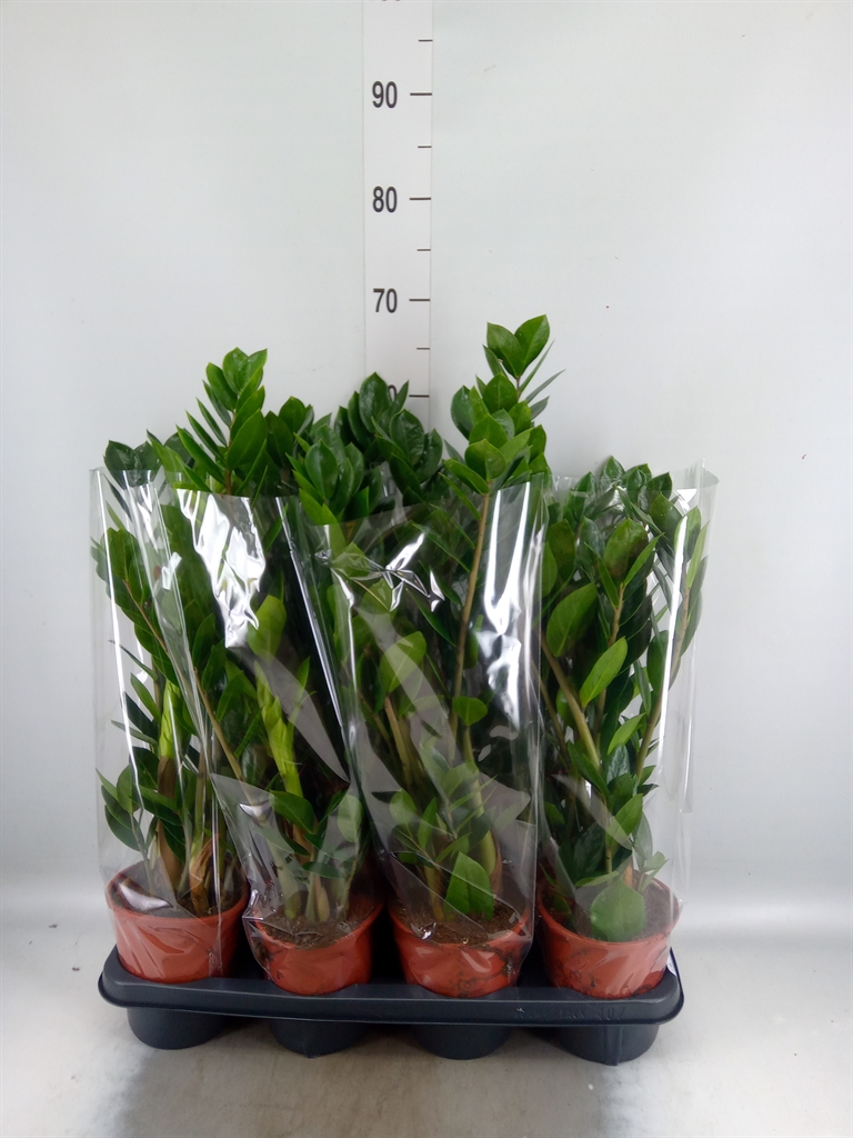 Горшечные цветы и растения оптом Zamioculcas Zamiifolia от 7шт из Голландии с доставкой по России