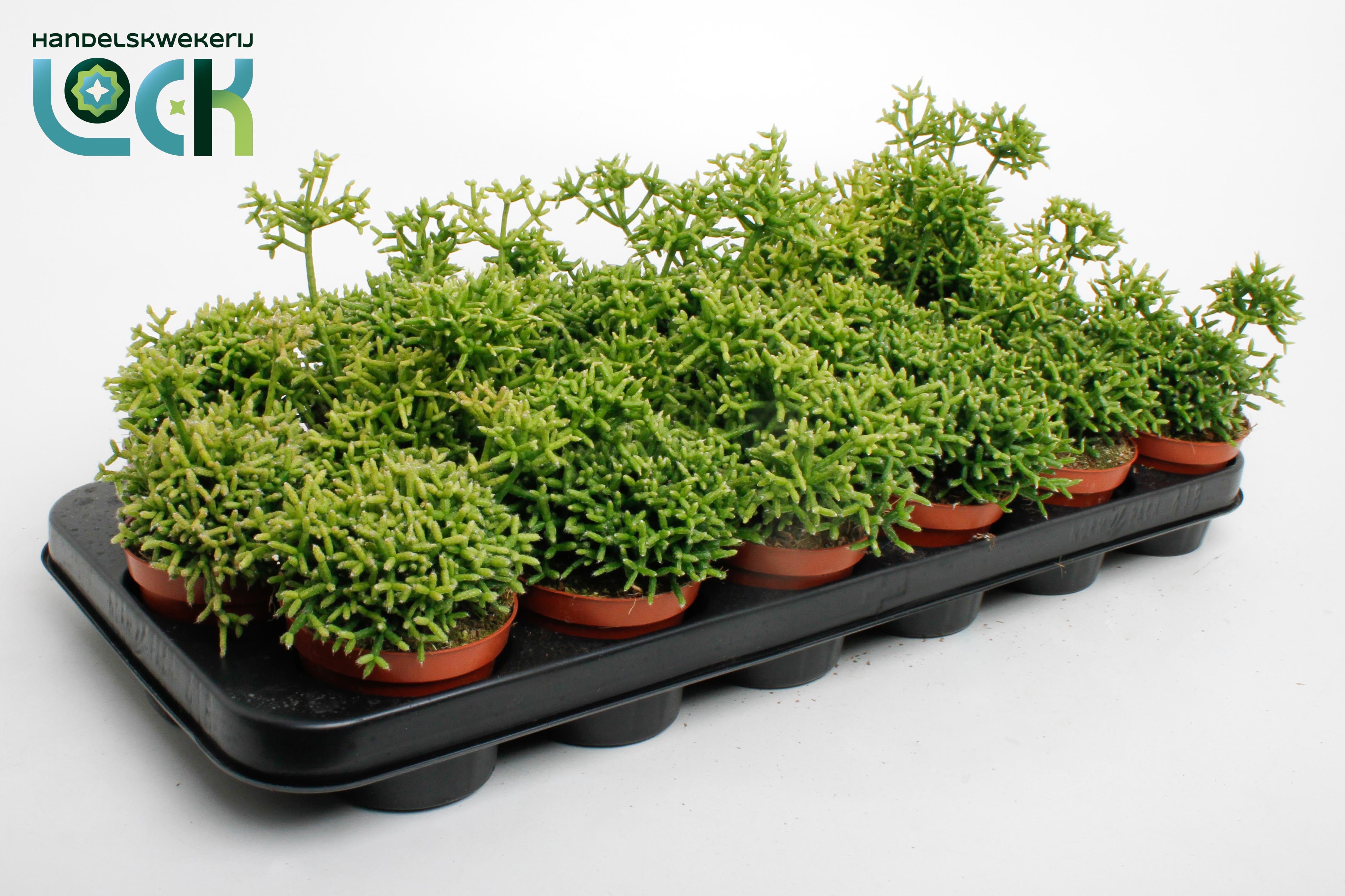 Горшечные цветы и растения оптом Rhipsalis Heteroclada от 18шт (для телеги) из Голландии с доставкой по России