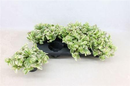 Горшечные цветы и растения оптом ** Trad Variegata ** от 6шт из Голландии с доставкой по России