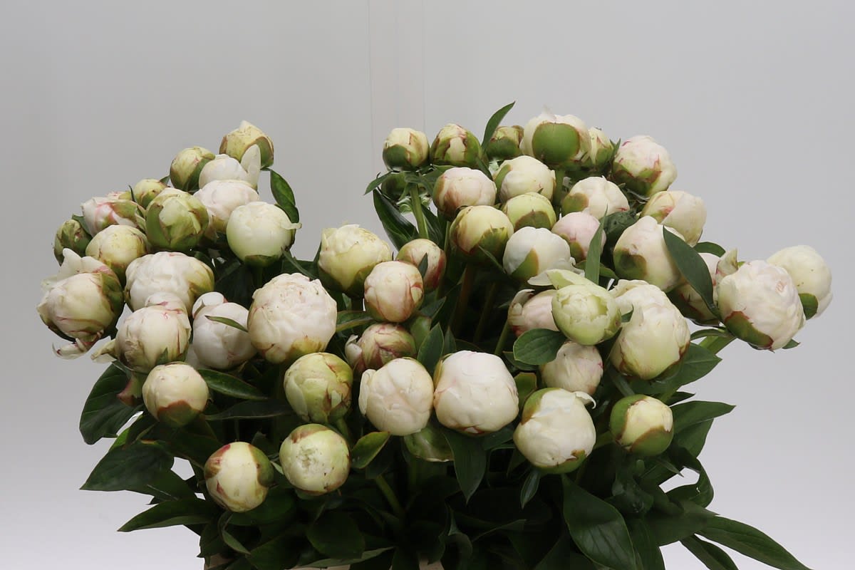 Срезанные цветы оптом Paeonia bowl of cream от 60шт из Голландии с доставкой по России