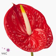 Срезанные цветы оптом Anthurium tropical от 12шт. из Голландии с доставкой по России