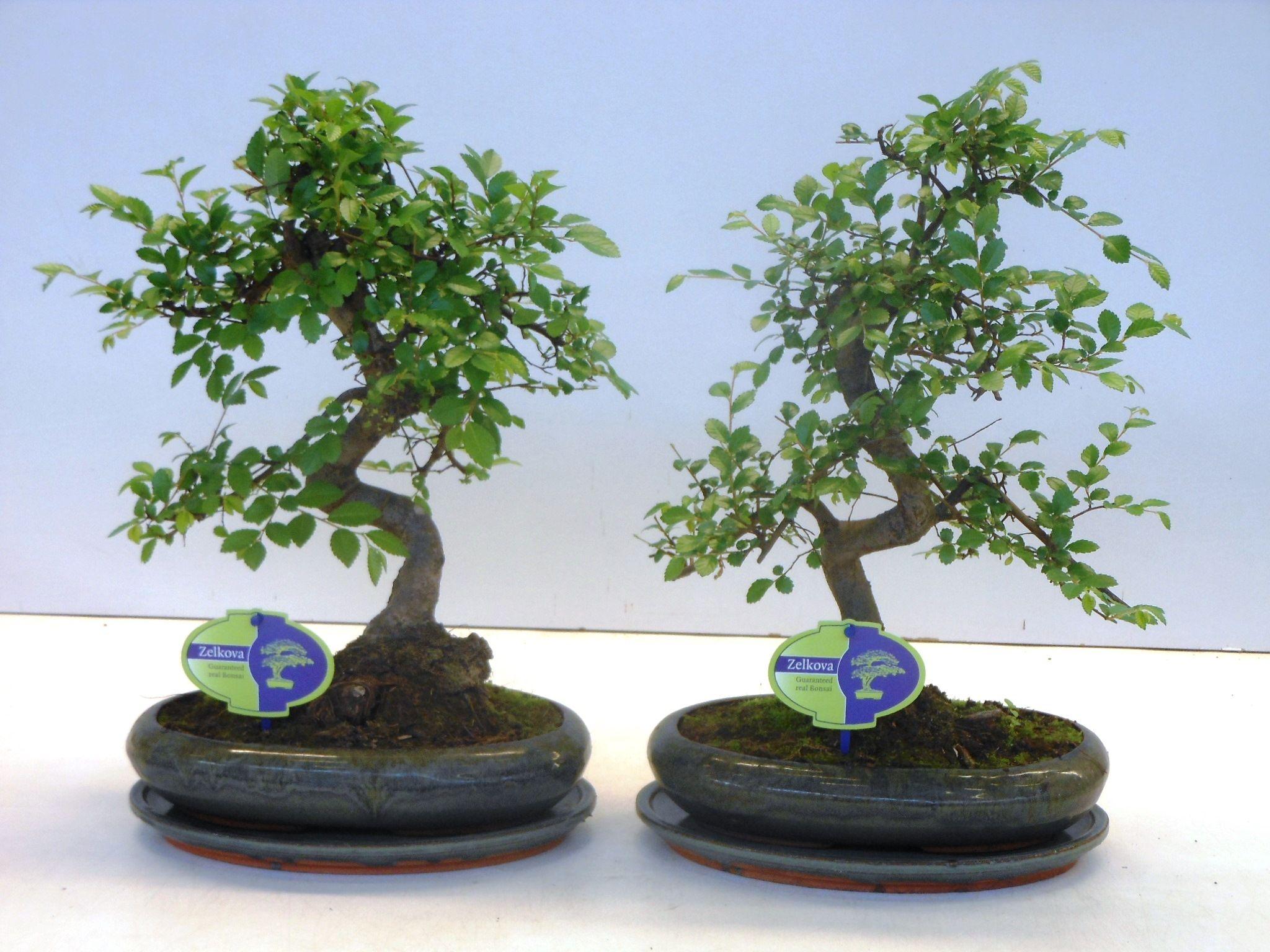 Горшечные цветы и растения оптом Bonsai Zelkova Parvifolia S-shape With Drip Tray от 4шт из Голландии с доставкой по России
