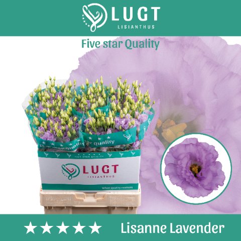 Срезанные цветы оптом Lisianthus do lisanne deep lavender от 40шт. из Голландии с доставкой по России