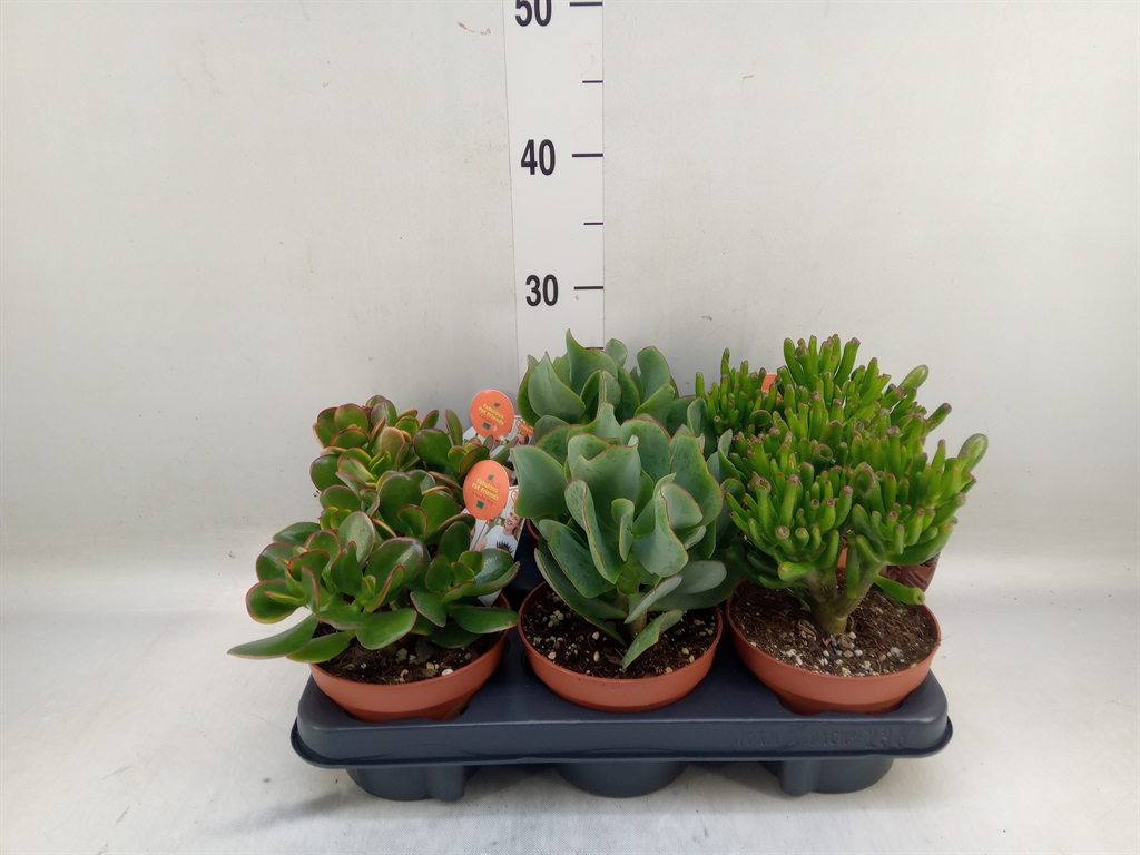 Горшечные цветы и растения оптом Crassula   ...mix от 6шт из Голландии с доставкой по России