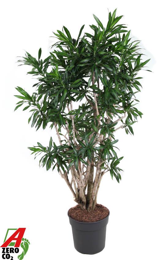 Горшечные цветы и растения оптом Dracaena Song Of Jamaica Branched от 1шт из Голландии с доставкой по России