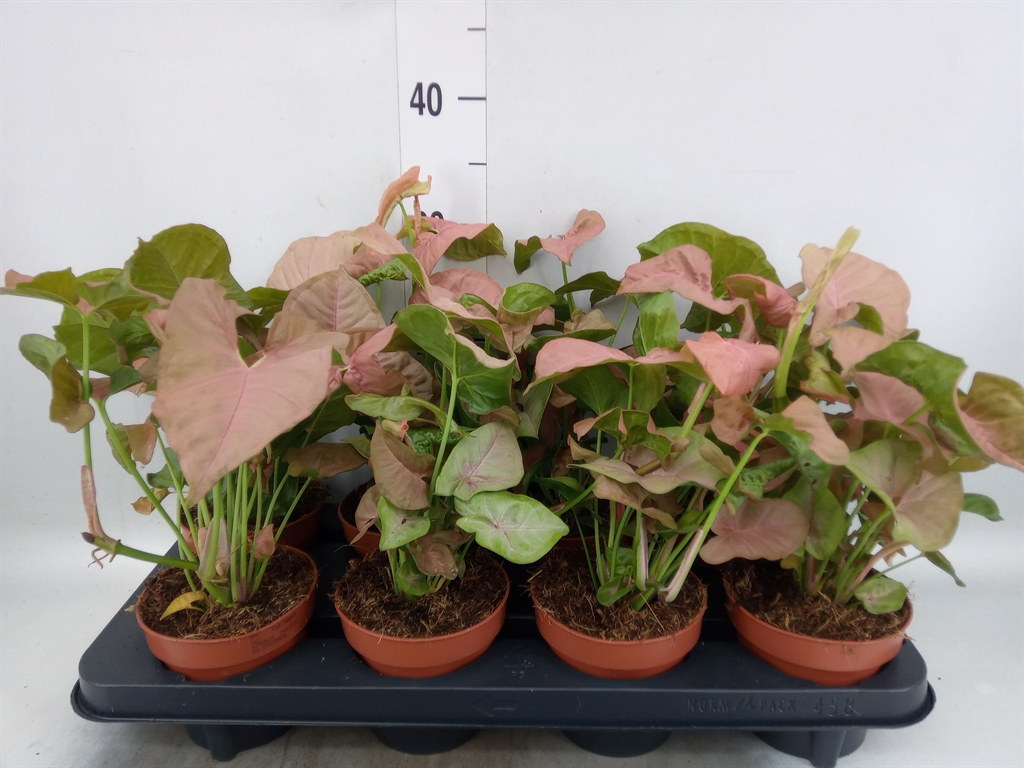 Горшечные цветы и растения оптом Syngonium Podop. от 8шт из Голландии с доставкой по России