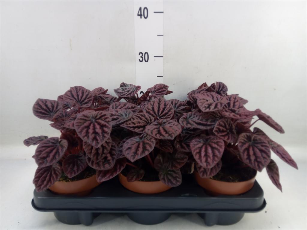 Горшечные цветы и растения оптом Peperomia Caperata   ... от 6шт из Голландии с доставкой по России