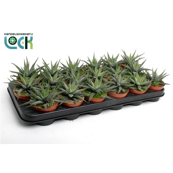 Горшечные цветы и растения оптом Haworthia Concolor от 12шт (для телеги) из Голландии с доставкой по России
