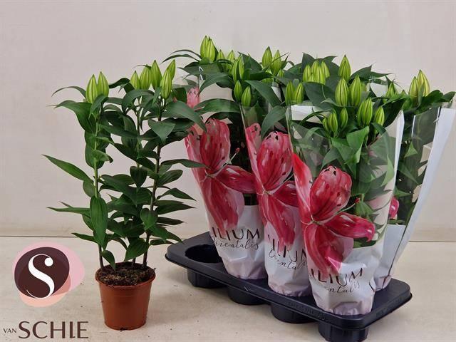 Горшечные цветы и растения оптом Lilium Or. Oxygen от 8шт из Голландии с доставкой по России