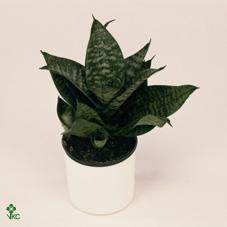 Горшечные цветы и растения оптом Sansevieria Hahnii от 12шт (для телеги) из Голландии с доставкой по России