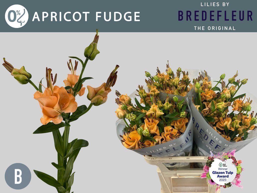 Срезанные цветы оптом Lilium as tigerlily apricot fudge от 40шт из Голландии с доставкой по России