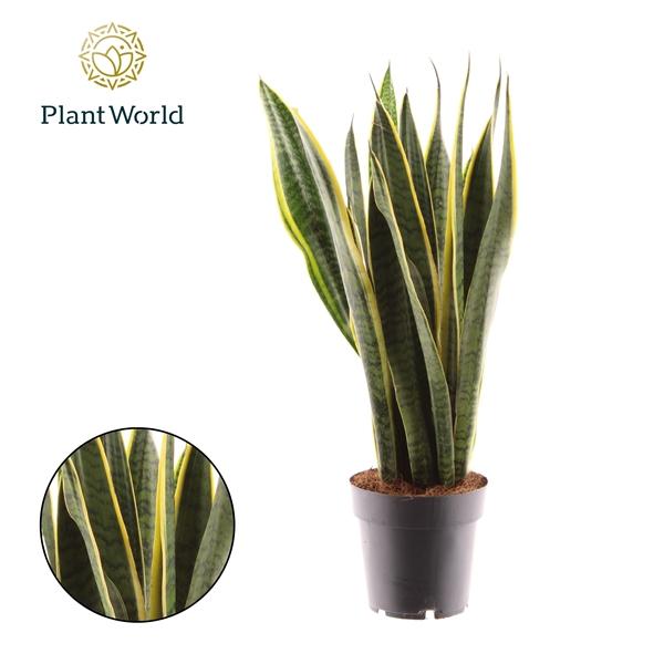 Горшечные цветы и растения оптом Sansevieria Laurentii Xl от 6шт из Голландии с доставкой по России