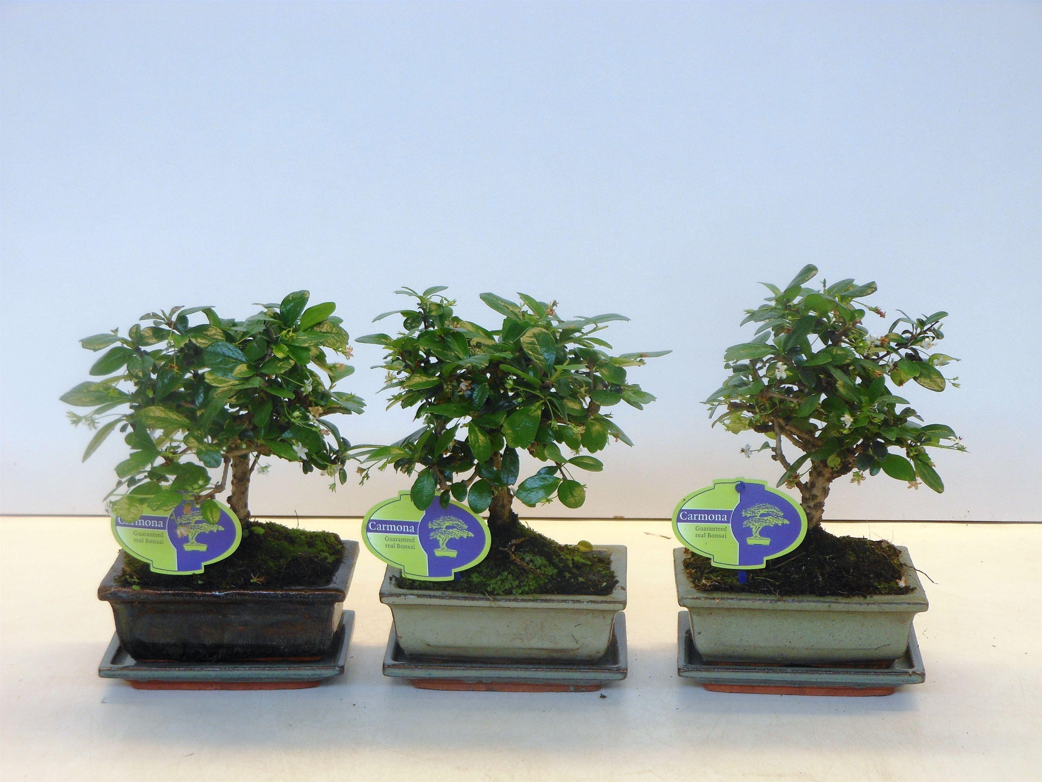 Горшечные цветы и растения оптом Bonsai Carmona Macrophylla Broom With Drip Tray от 10шт из Голландии с доставкой по России