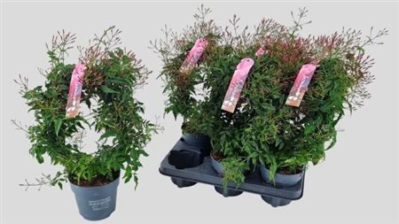 Горшечные цветы и растения оптом Jasm Polyanthum Rz 22+ от 6шт из Голландии с доставкой по России