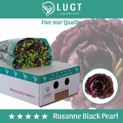 Срезанные цветы оптом Lisianthus do rosanne black pearl от 60шт. из Голландии с доставкой по России