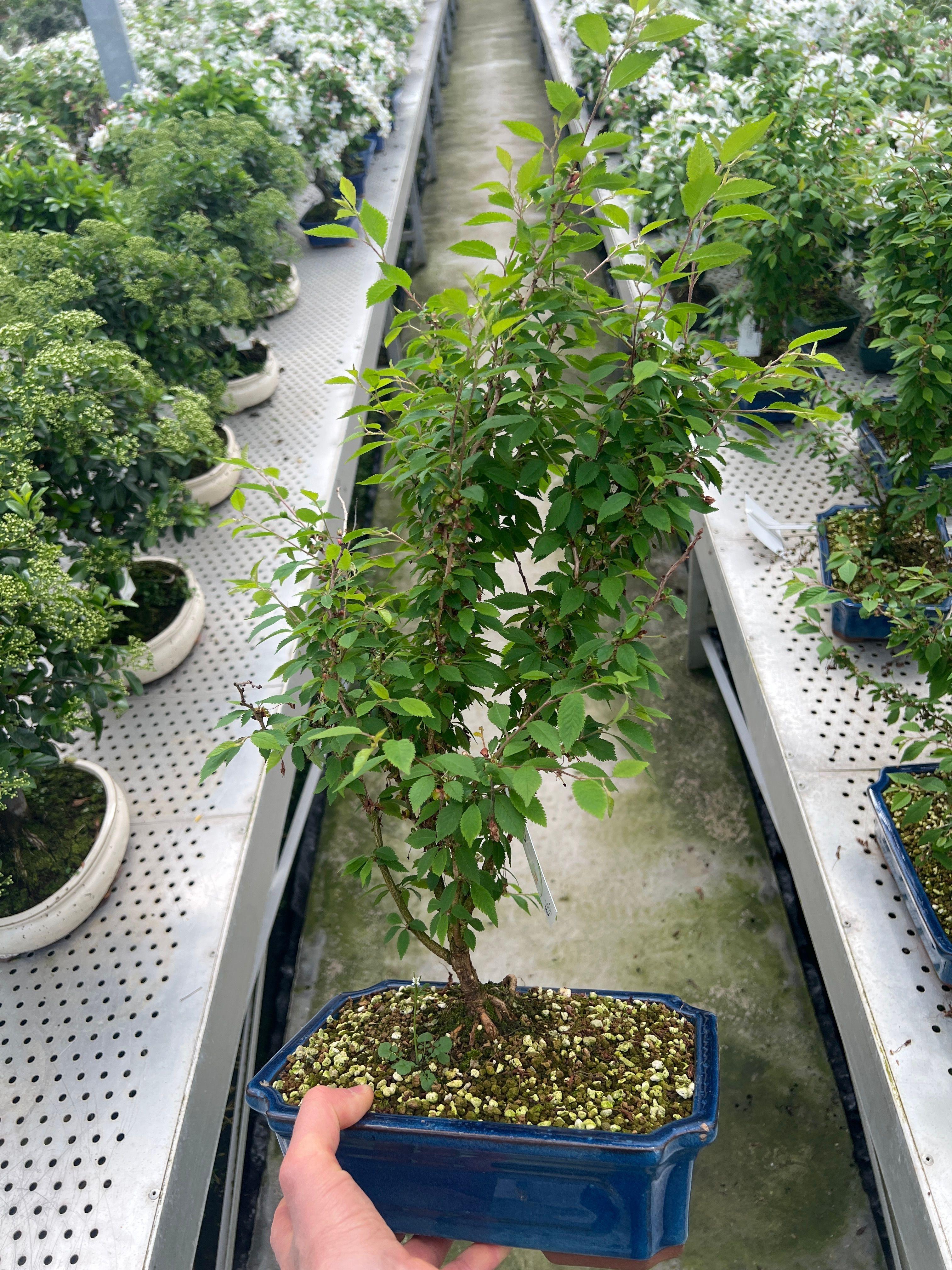 Горшечные цветы и растения оптом Prunus kojou-no-mai, Pot 26cm. от 3шт из Голландии с доставкой по России