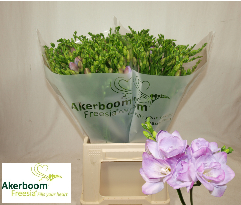 Срезанные цветы оптом Freesia do romantic lavender от 100шт из Голландии с доставкой по России