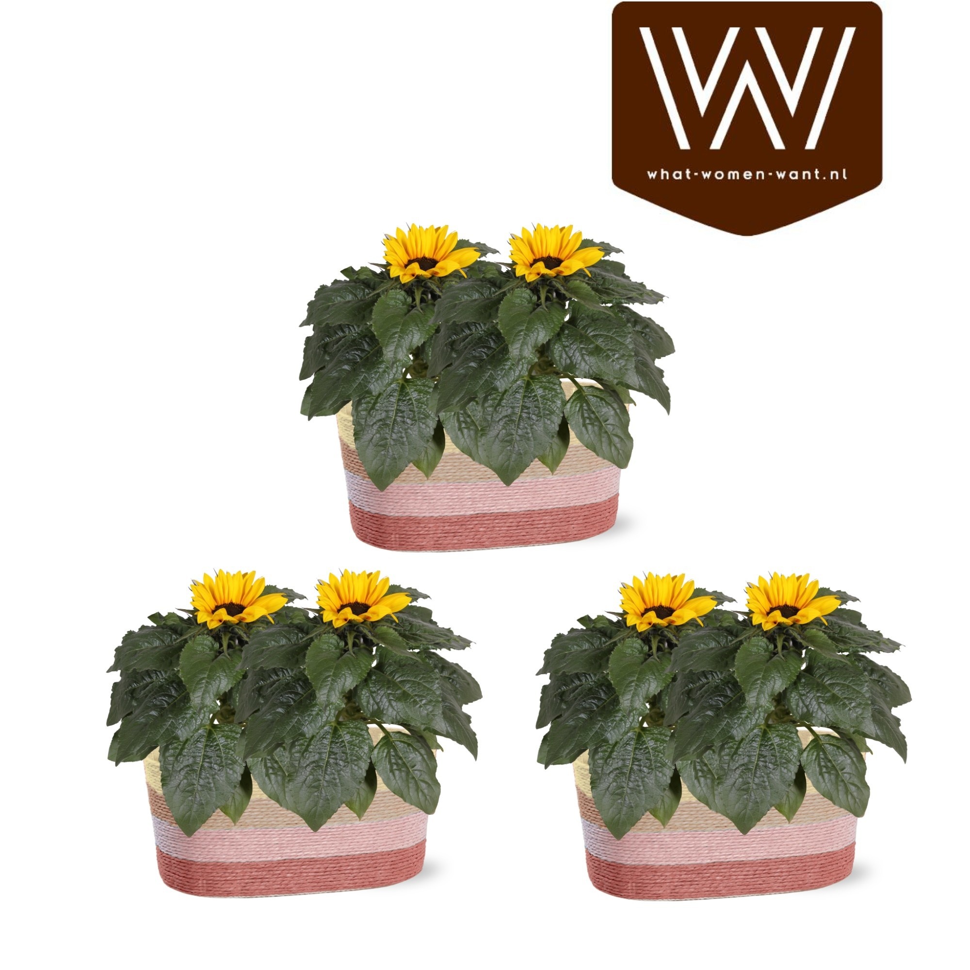 Горшечные цветы и растения оптом Heli Sunsation от 3шт из Голландии с доставкой по России