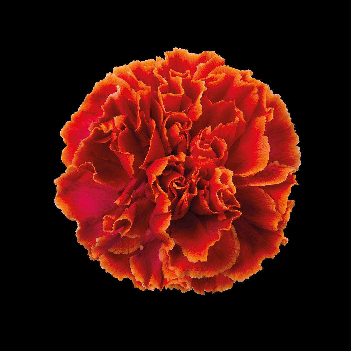 Срезанные цветы оптом Dianthus st paint roma от 80шт из Голландии с доставкой по России